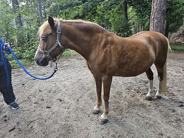 chestnut-haflinger-quarter-horse-for-sale