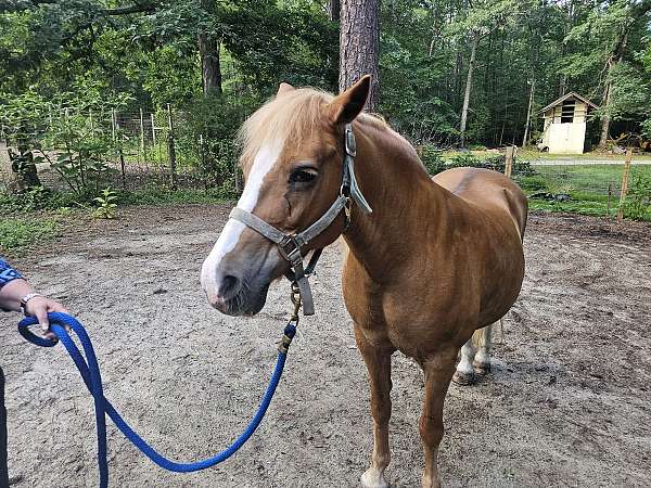 chestnut-haflinger-quarter-horse