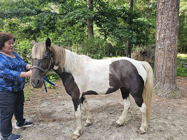 pony-mare