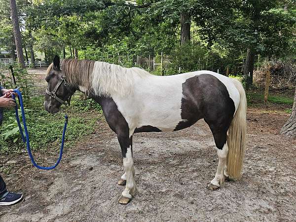 pony-for-sale