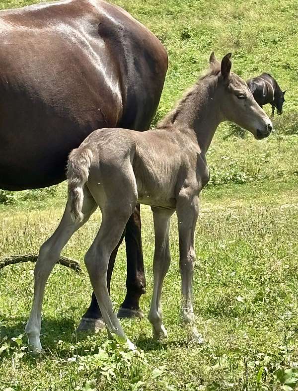 chocolate-none-horse