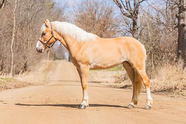 show-experienc-haflinger-pony