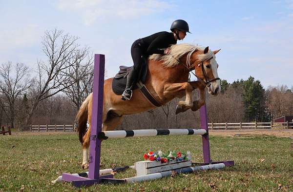 chestnut-show-experienc-pony