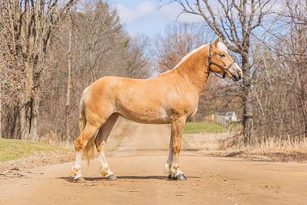 all-around-haflinger-pony