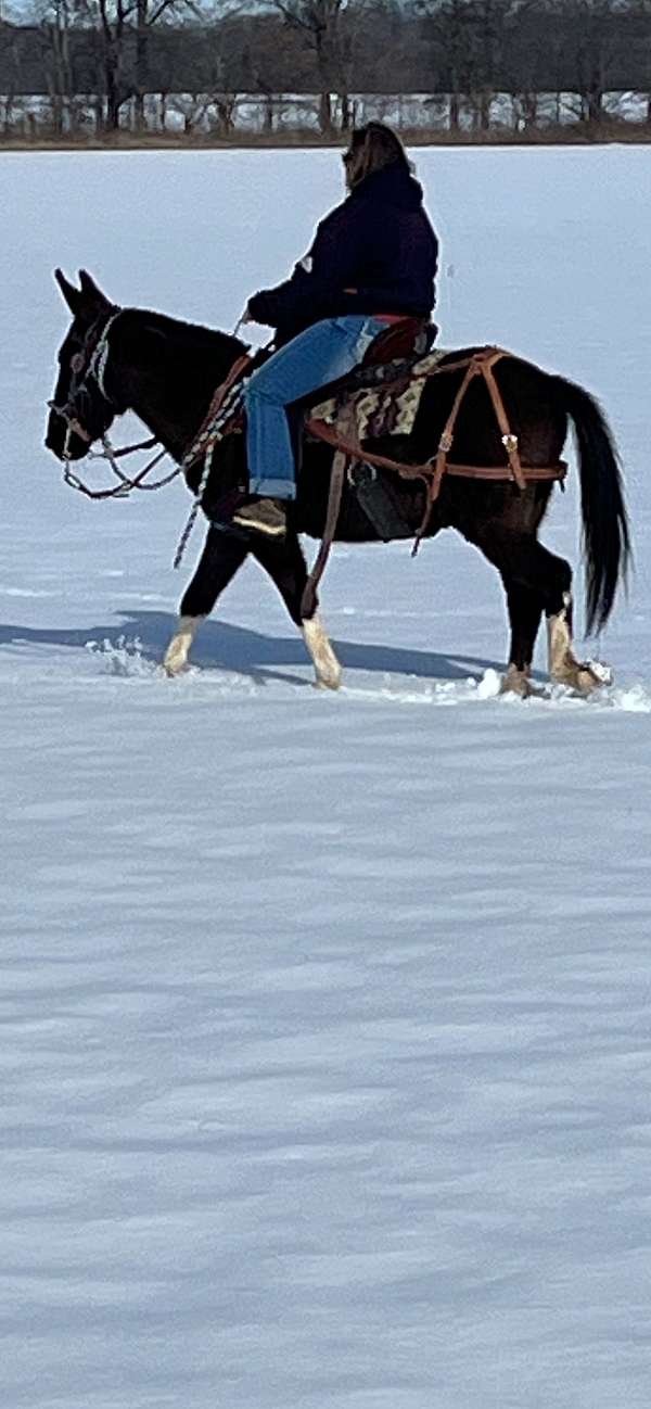mule-gelding