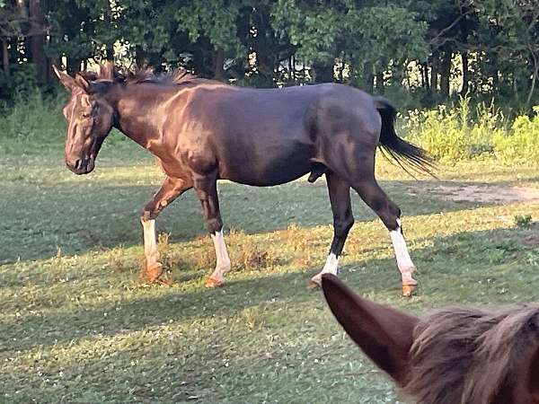 cowboy-mule