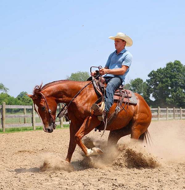 all-around-mule