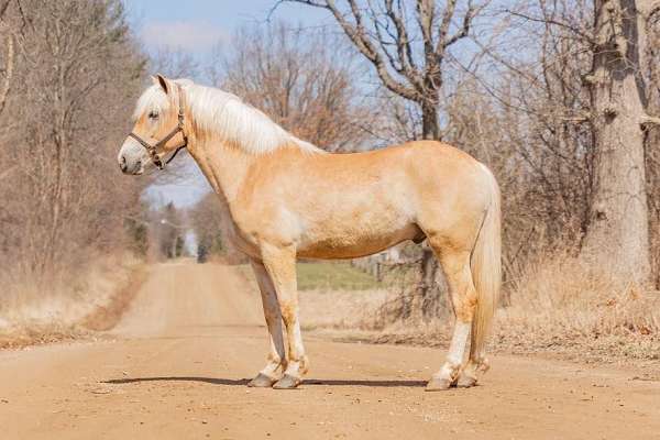 all-around-haflinger-horse