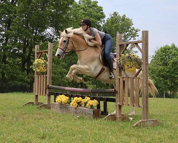 athletic-haflinger-horse