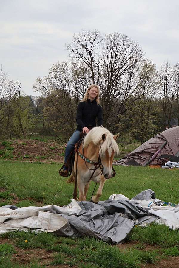 eventing-haflinger-horse