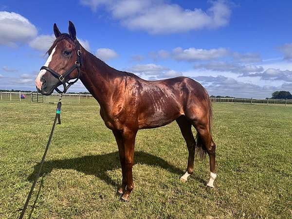 chestnut-jc-gelding