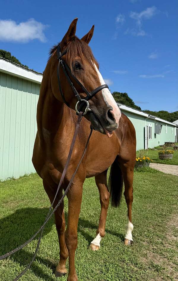 chestnut-jc-horse