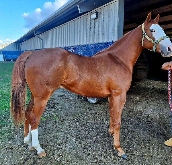 chestnut-white-mask-horse