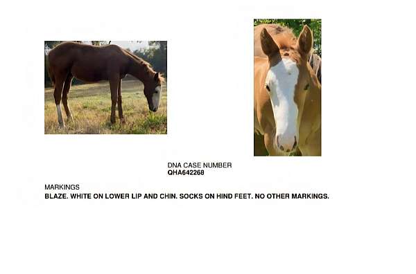 jazz-gelding