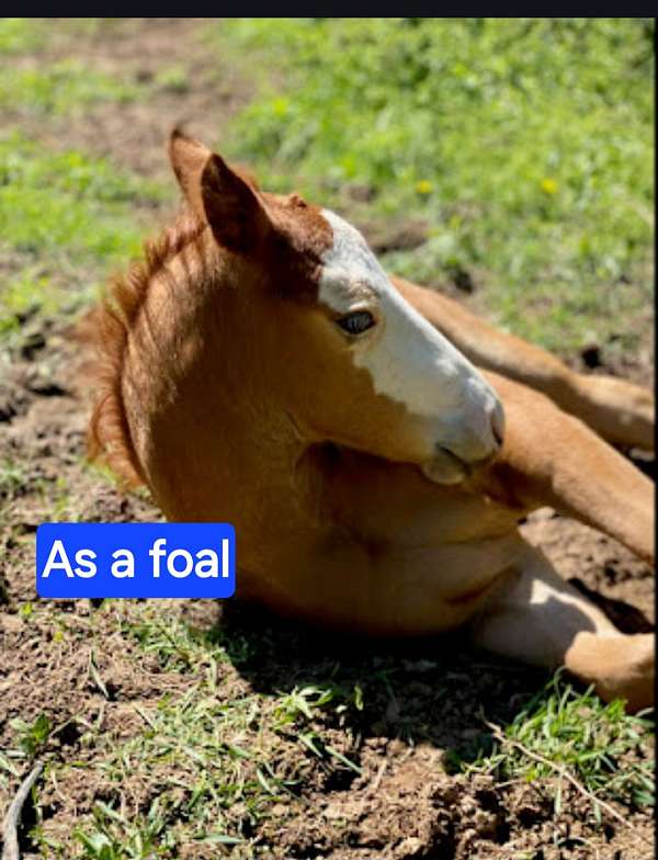 white-mask-horse