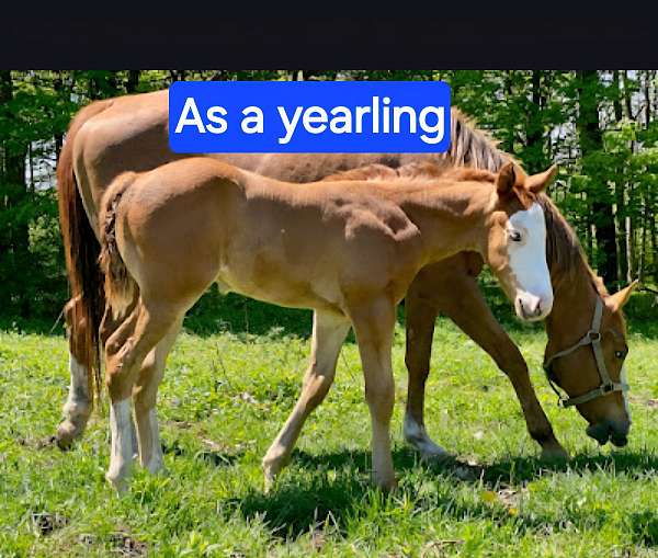agility-quarter-horse