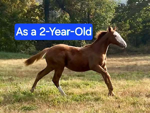 all-quarter-horse