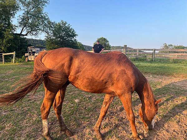 all-american-quarter-horse