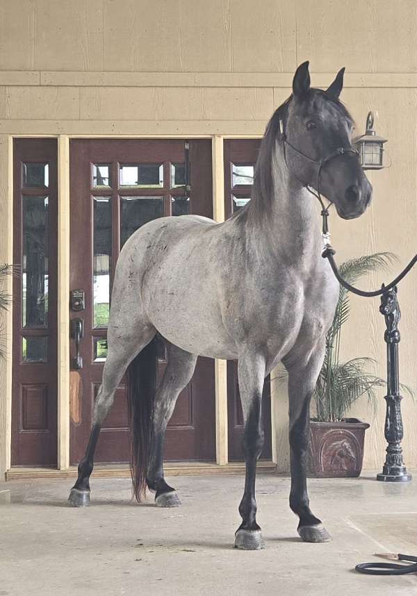 class-winner-tennessee-walking-horse