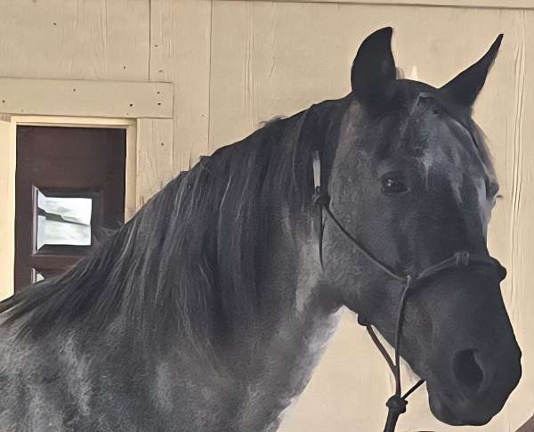 performance-prospect-tennessee-walking-horse