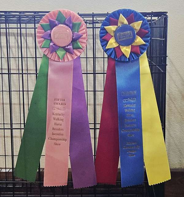 winner-tennessee-walking-horse