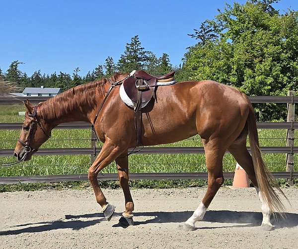 appaloosa-mare