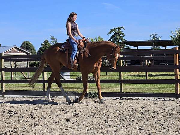 appaloosa-horse-for-sale