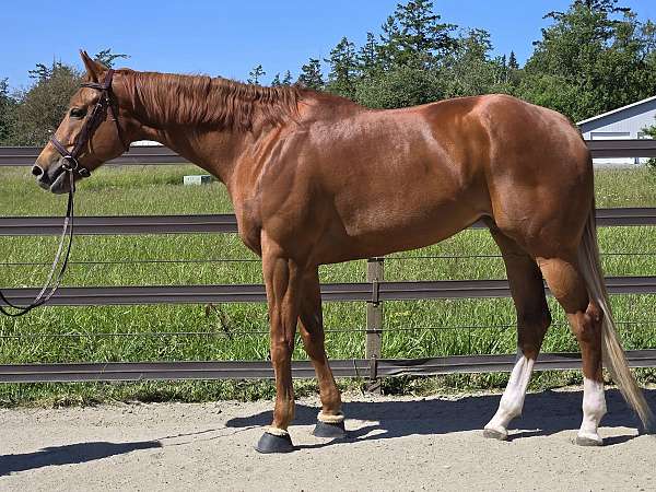 appaloosa-horse