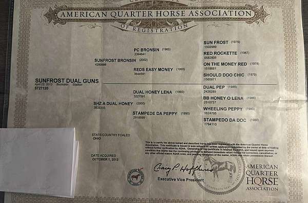 quarter-horse