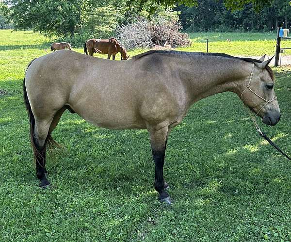quarter-horse-gelding