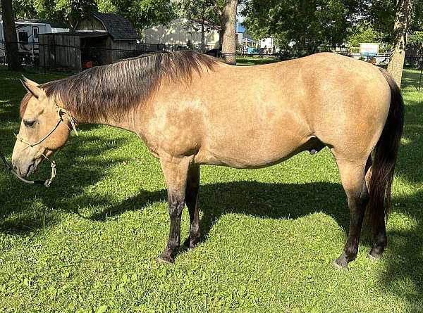 quarter-horse-for-sale