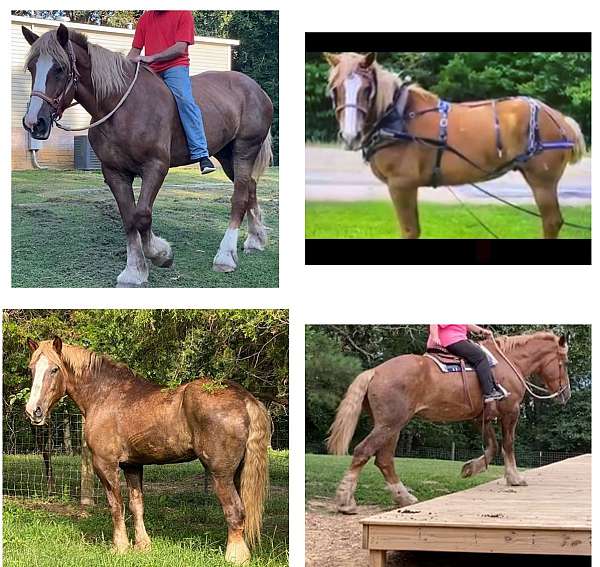 belgian-mare