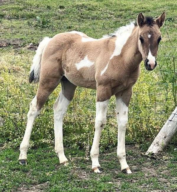 tobiano-horse