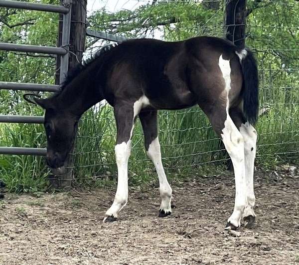 tobiano-horse