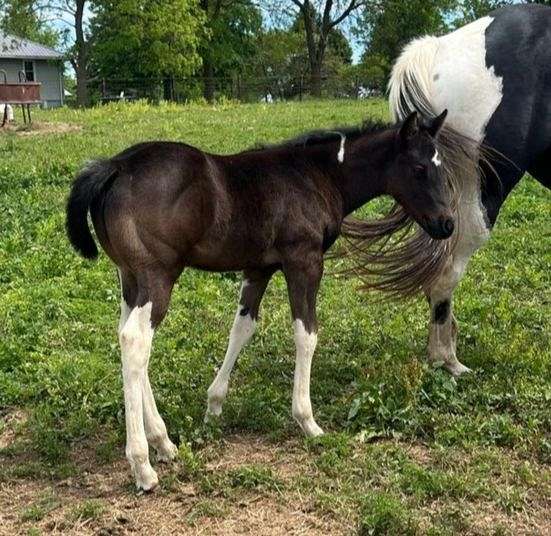 black-tobiano-horse