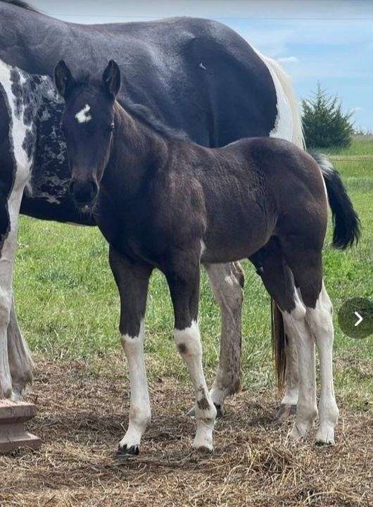 business-colt