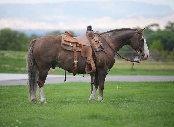 barrel-quarter-pony