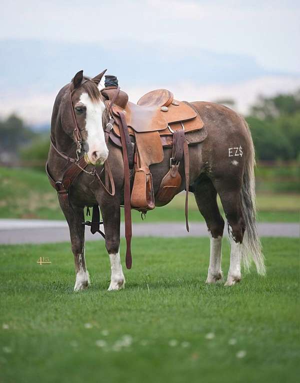 all-around-quarter-pony