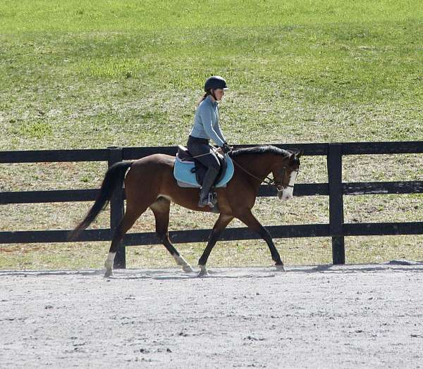 adult-welsh-pony