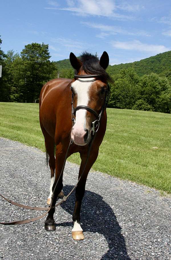 basics-welsh-pony