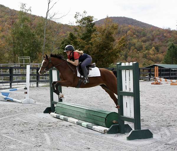 balanced-welsh-pony