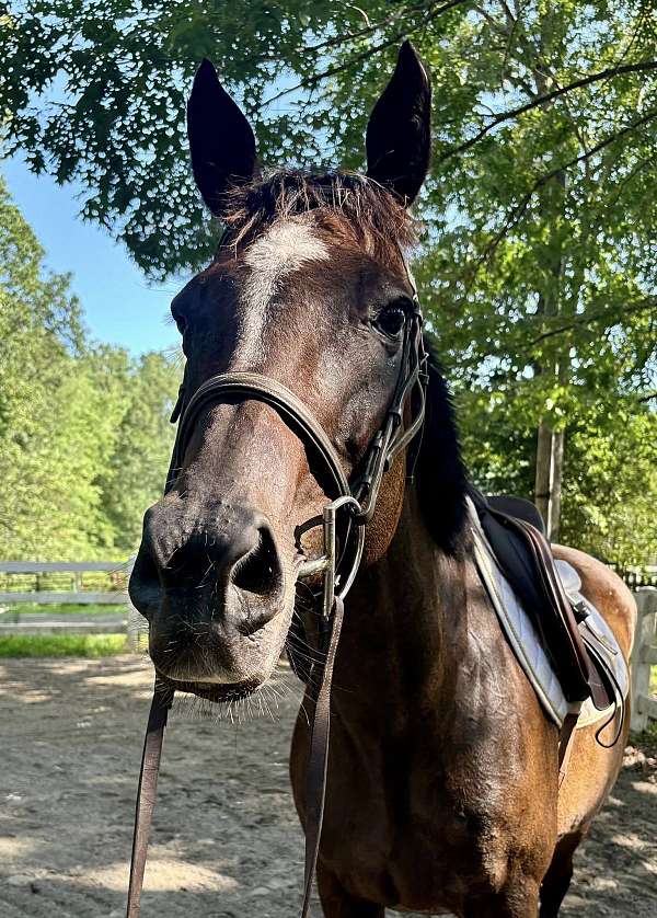 all-around-appendix-horse