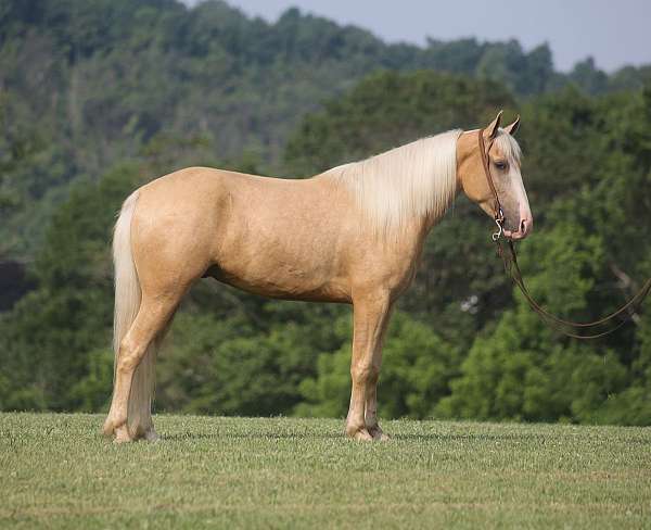 palomino-blaze-horse