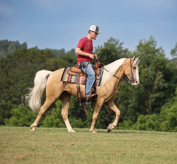 beginner-safe-tennessee-walking-horse