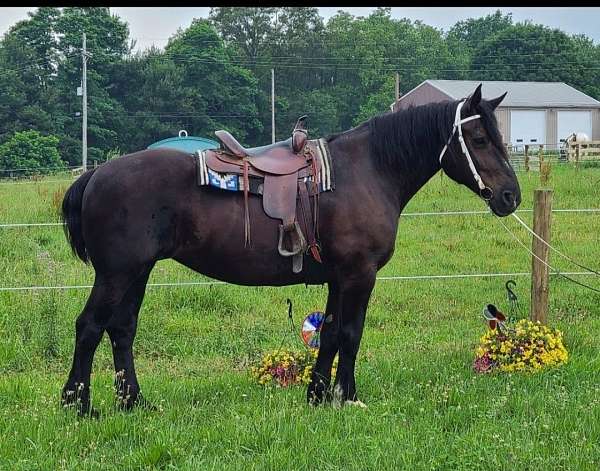 draft-beginerhusbandpercheronsafeeveryonetrail-percheron-horse