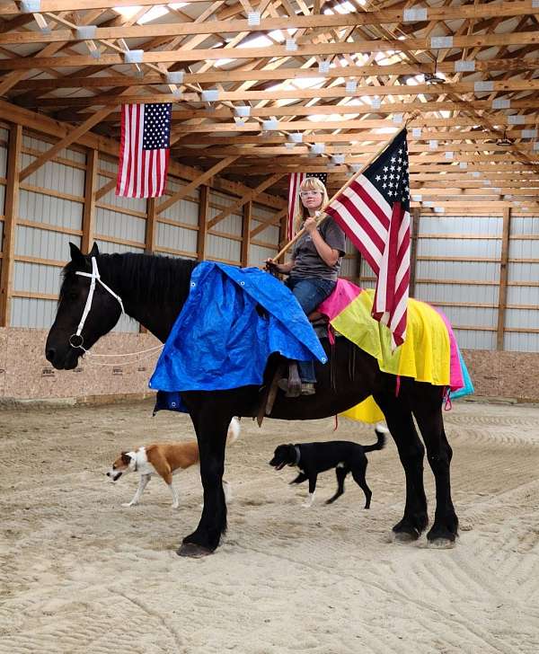 draft-beginerhusbandpercheronsafeeveryonetrail-horse