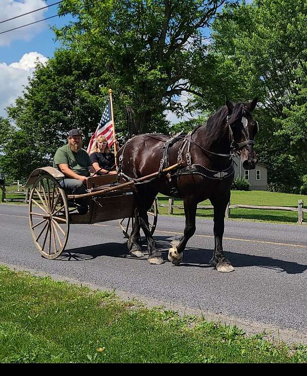 draft-beginerhusbandpercheronsafeeveryonetrail-mare