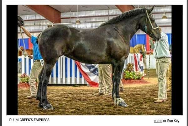 all-around-percheron-horse