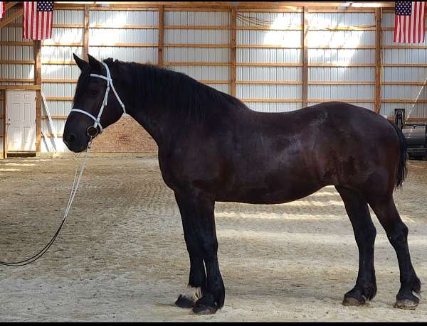 beginner-percheron-horse