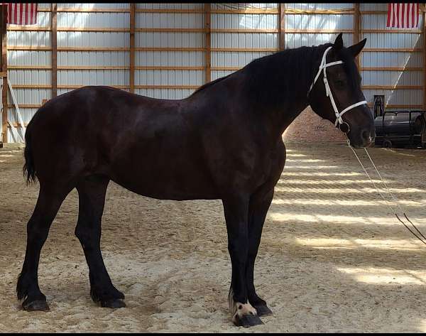 breeding-percheron-horse